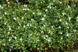 Vinca difformis RCP2-2014 034.JPG